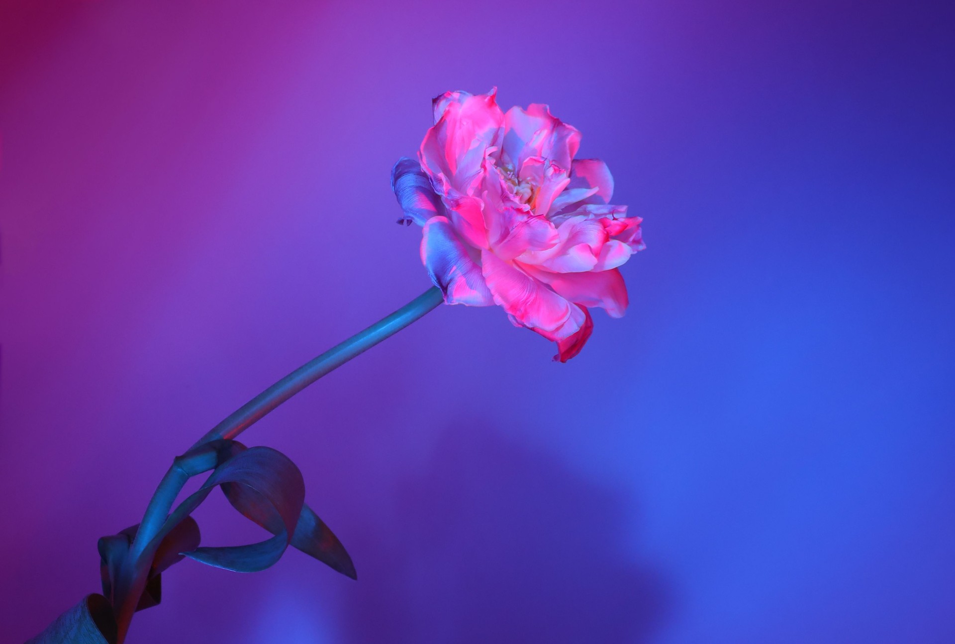 Tulip flower in neon light blue and pink